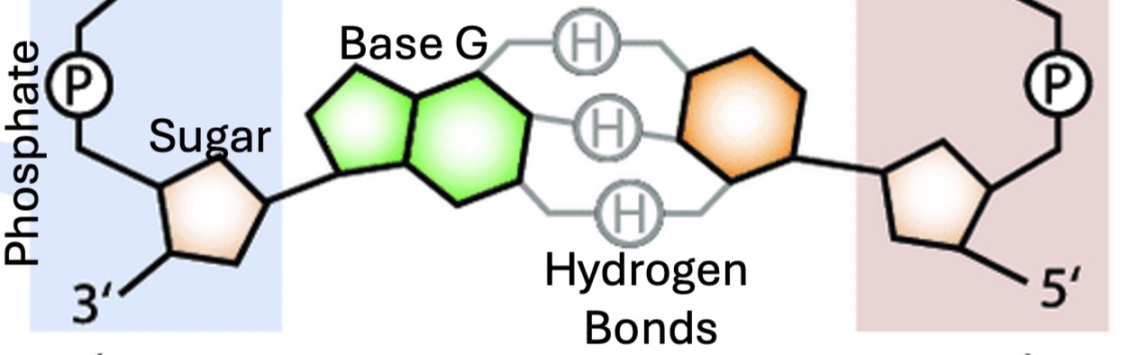 DNA Base Pairs Chemistry