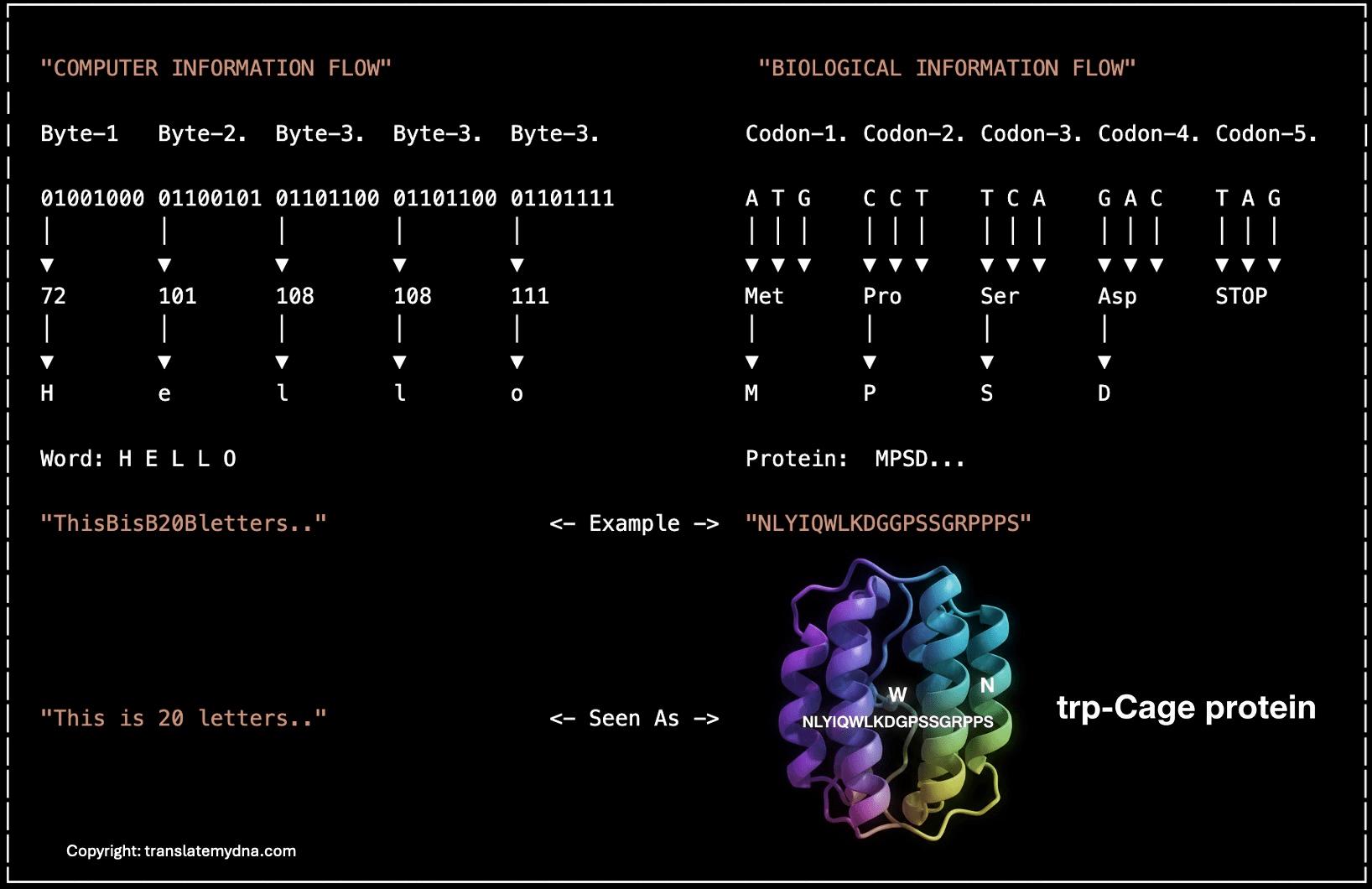 DNA Code