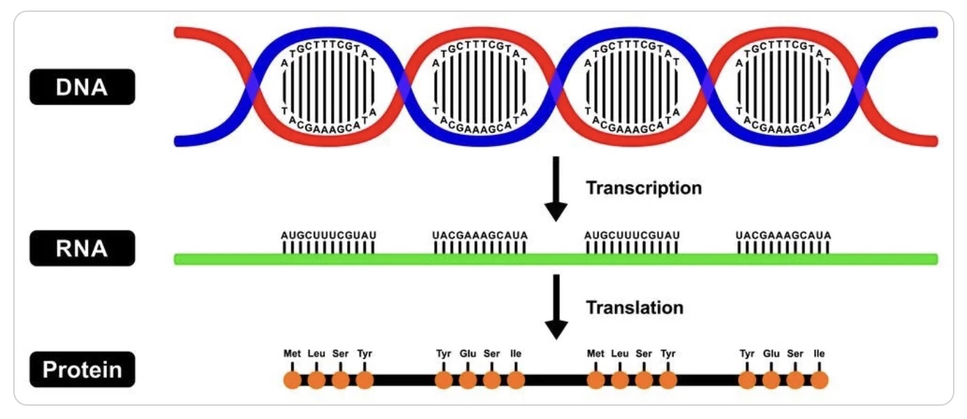 Central Dogma