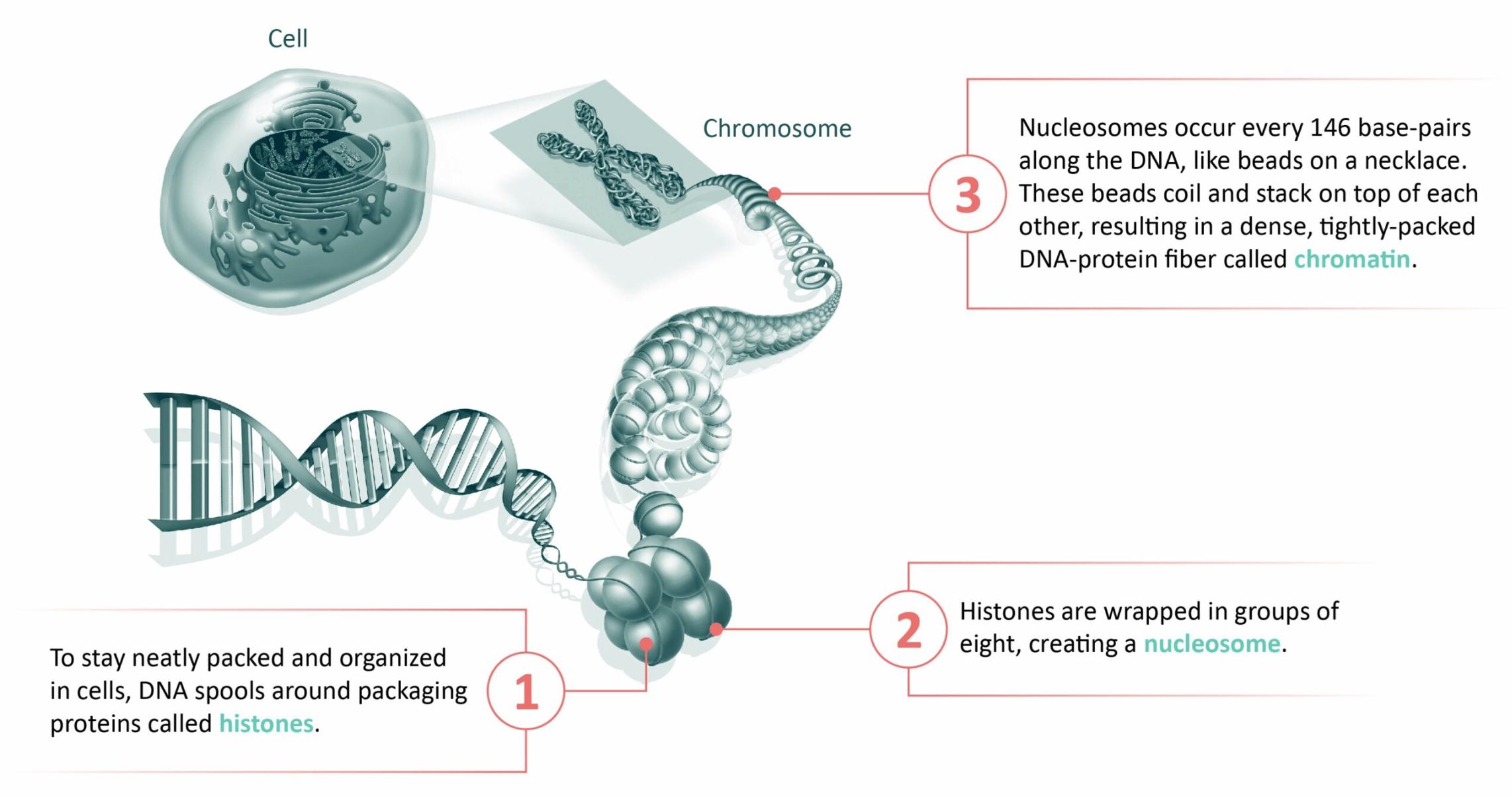 Chromosome Structure and DNA Packaging