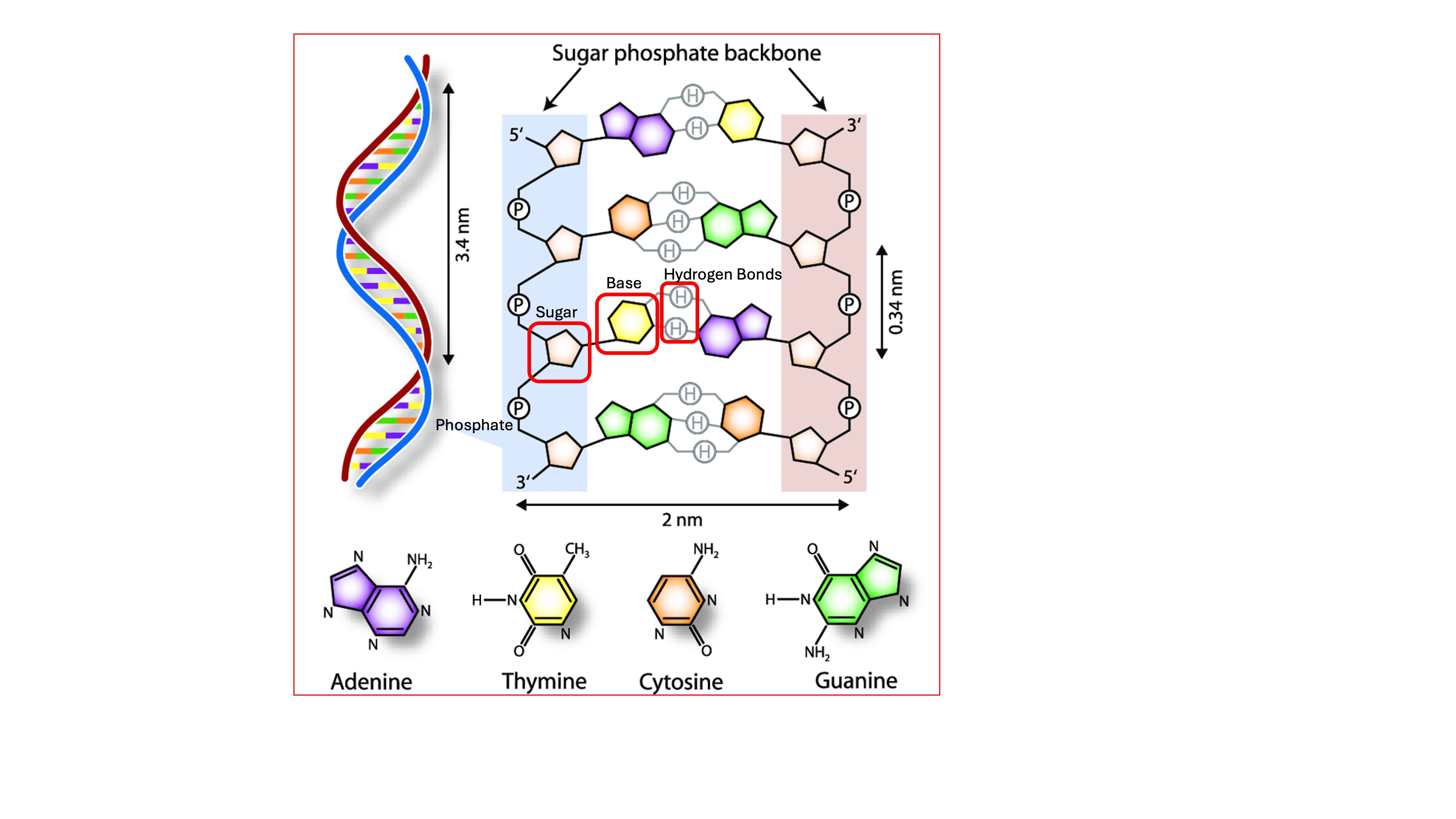 DNA Structure Components