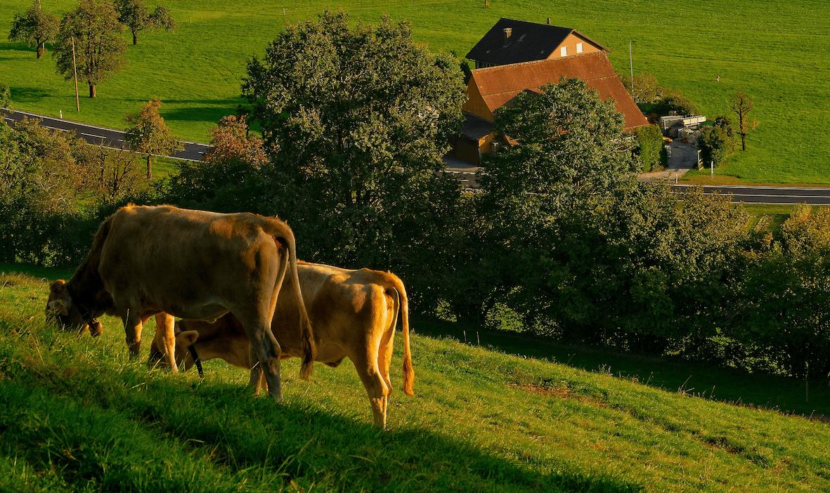 Genetic Applications